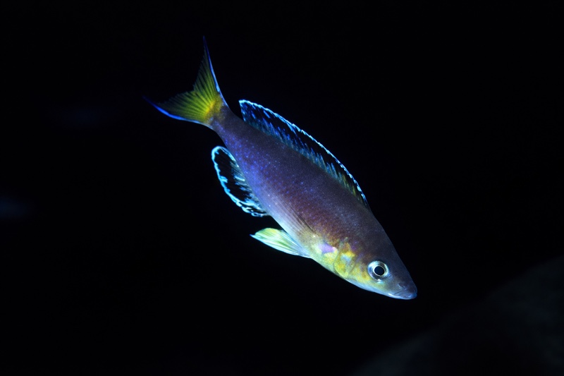 Cyprichromis sp. 'leptosoma jumbo' Funda